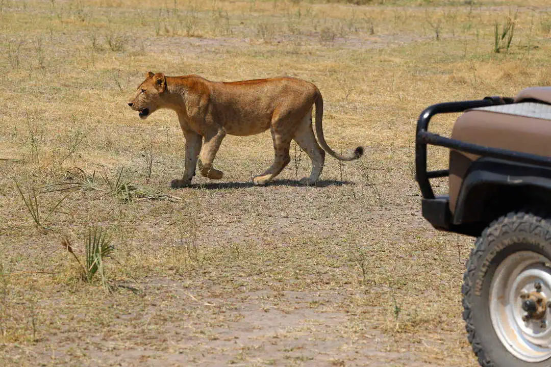 lion in tanzania